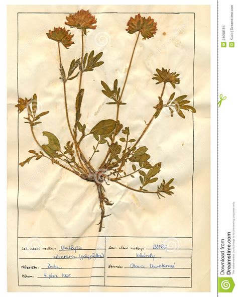 Herbarium sheet clipart 20 free Cliparts | Download images on ...