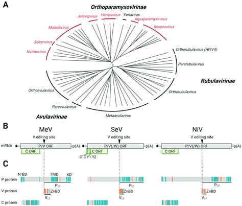 C protein expression among viruses of the Paramyxoviridae family. (A)... | Download Scientific ...