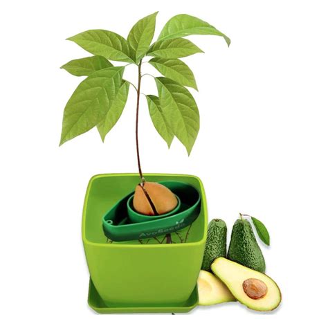 You Can Grow Your Own Avocado Tree With This Amazing Growing Kit