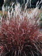 Purple maiden grass for side of house by drain | Ornamental grasses, Plants, Front yard plants