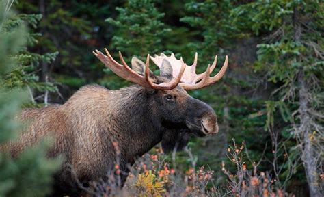 Pin by elizabeth jackson on Moose | Bull moose, Moose pictures, Moose