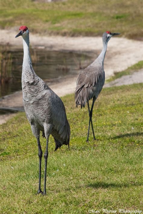 Shoot and Chill: Sand Hill Cranes