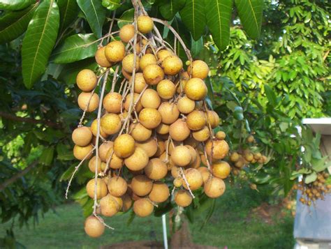 Longan - O‘ahu Fresh