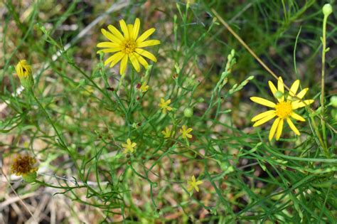 Using Georgia Native Plants: Falling Into the Coastal Plain