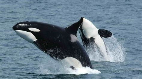 Orcas in Oregon could benefit from new statewide protections