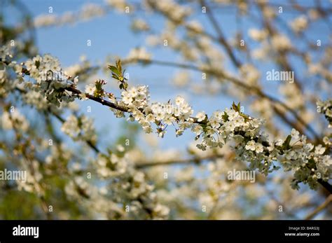 Wild Cherry blossom Stock Photo - Alamy