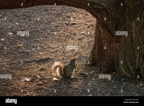 Wildlife in central london hi-res stock photography and images - Alamy