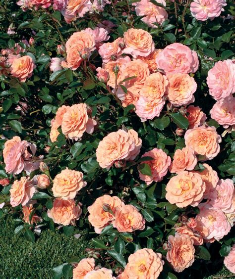 Apricot Drift® Groundcover Rose - Monrovia - Apricot Drift® Groundcover ...