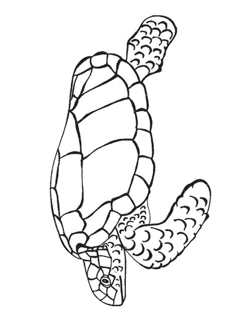 Sea turtle Coloring Page - Funny Coloring Pages