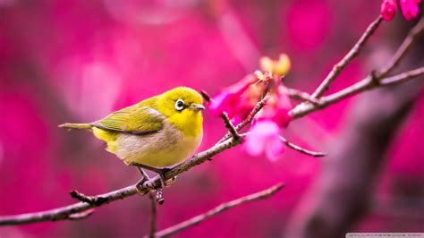 Birds 1080p Wallpaper - WallpaperSafari