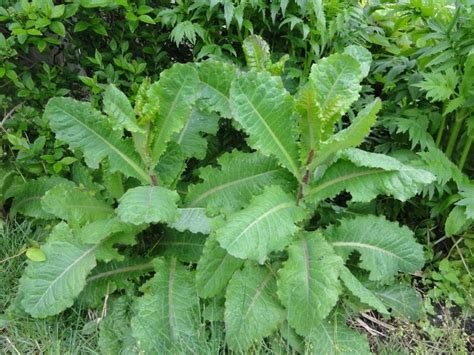 Lactuca Virosa (Wild Lettuce) Seeds *BULK AVAILABLE* in 2021 | Wild ...