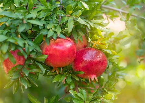 Pomegranate Tree Wallpaper