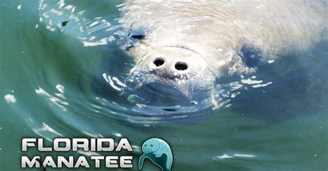 Florida Manatee Adventures | Discover Crystal River