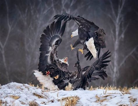 Majestic Eagles Engaged in a Fierce Standoff