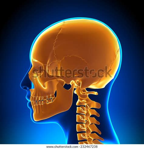 Female Skull Anatomy Stock Illustration 232467238 | Shutterstock