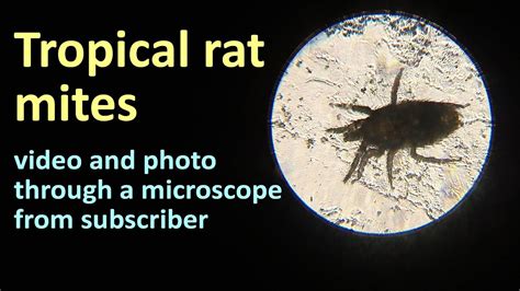 Tropical rat mites (Ornithonyssus bacoti) in the photo and video from our viewer - YouTube