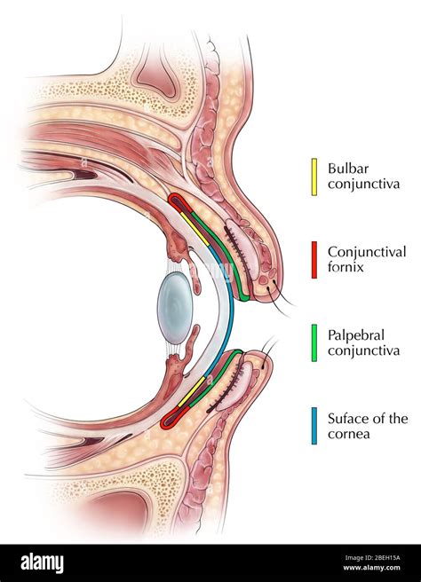 Bulbar conjunctiva hi-res stock photography and images - Alamy