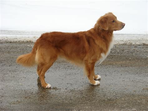 Nova Scotia Duck Toller Puppies: ALL PLACED Houston TX