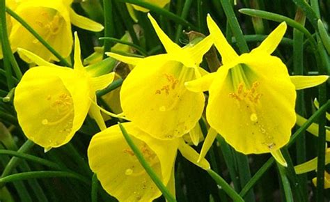 Shop Narcissus, Bulbocodium Golden Bells and other Seeds at Harvesting ...