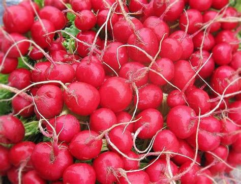 15 Best Radish Varieties to Grow in Your Garden