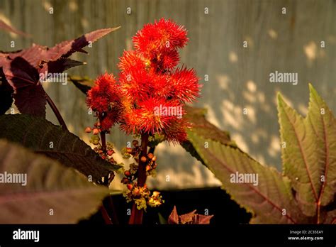 Castor-oil plant with flower Stock Photo - Alamy