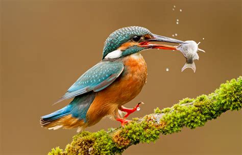 Interesting Photo of the Day: Kingfisher Lives Up to Its Name