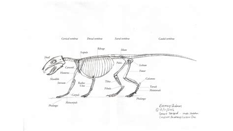 Rosemary Chalmers — concept art and illustration: Creature Anatomy with Terryl Whitlatch: Lesson ...