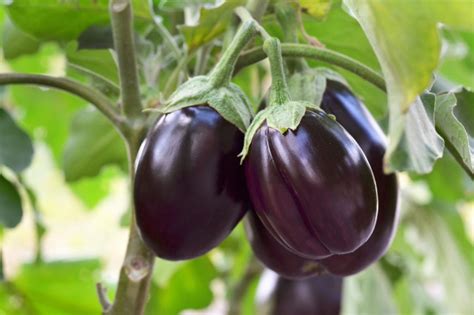 Solanum melongena (Eggplant)