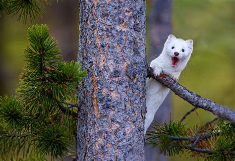 Buy Wildlife photography of a single white Long-Tailed Weasel peeking from behind a pine tree ...