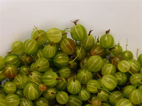 My Homemade Iowa Life: The trouble with gooseberries