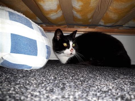 Cat Hiding Under Bed