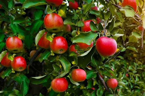 9 Best Fruit Plants to Grow in Your Garden