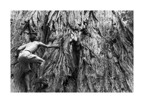 'Tree Climbing', United States, California, Redwoods Natio… | Flickr