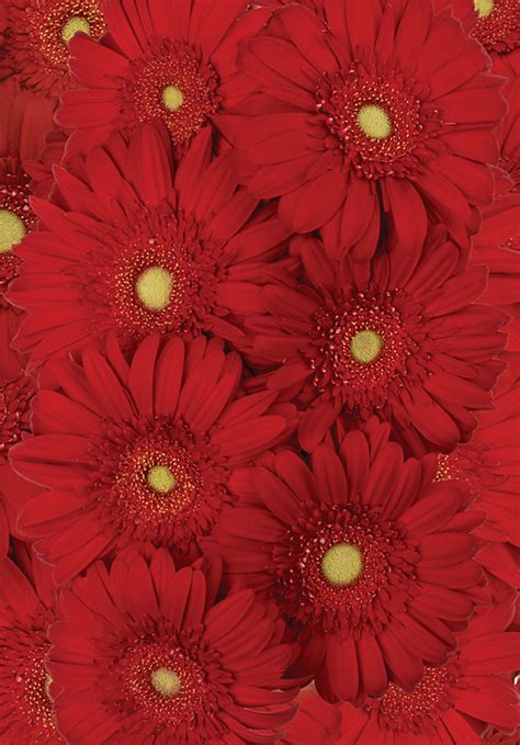 Red Gerbera Daisies - Calyx Flowers, Inc