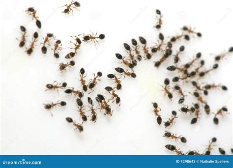 Ants on Sugar stock image. Image of sugar, insect, swarm - 1298643