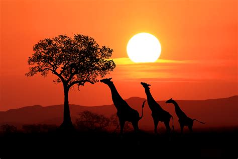 Giraffes at sunset in africa 2 by bouzid27 on DeviantArt