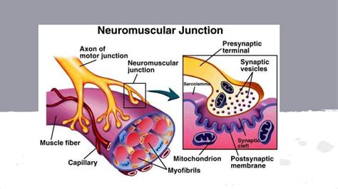 The Axon Terminal of the Motor Neuron and the Motor End Plate of the Muscle Fiber - DocsLib