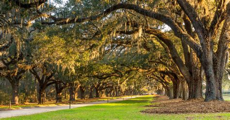 Home - Boone Hall Plantation & Gardens - Mt. Pleasant, SC