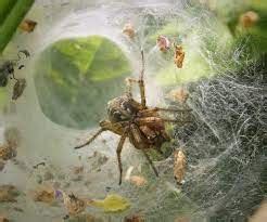 How to find a spider nest? spider nest identification - Spiders Perfect ...