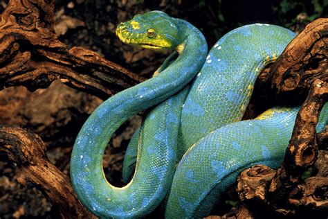 15 Types of Blue Snakes With Pictures - More Reptiles