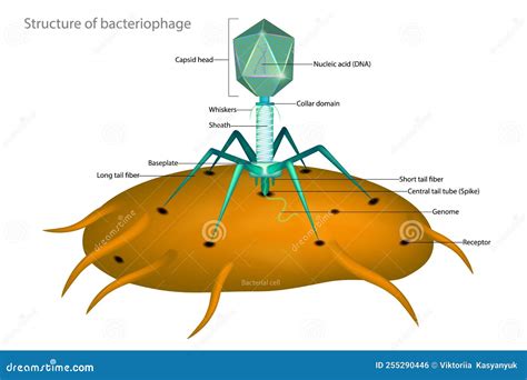 Bacteriophage Structure Isolated On White Background Cartoon Vector | CartoonDealer.com #135838021