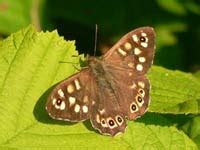 Irish Butterflies - Butterfly Species - Brown Butterflies.