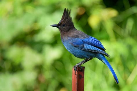 Steller's Jay - Birds and Blooms | Jay bird, Blue jay, Birds