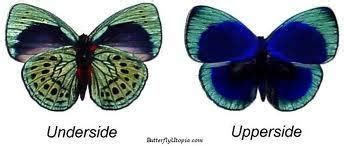 Asterope (butterfly) - Alchetron, The Free Social Encyclopedia