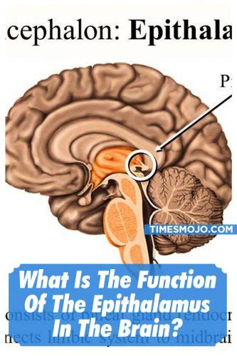 What is the function of the epithalamus in the brain? - TimesMojo