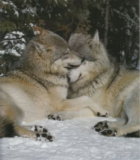 Most Amazing Examples of Monogamy in Animal World - 12 Pictures ...