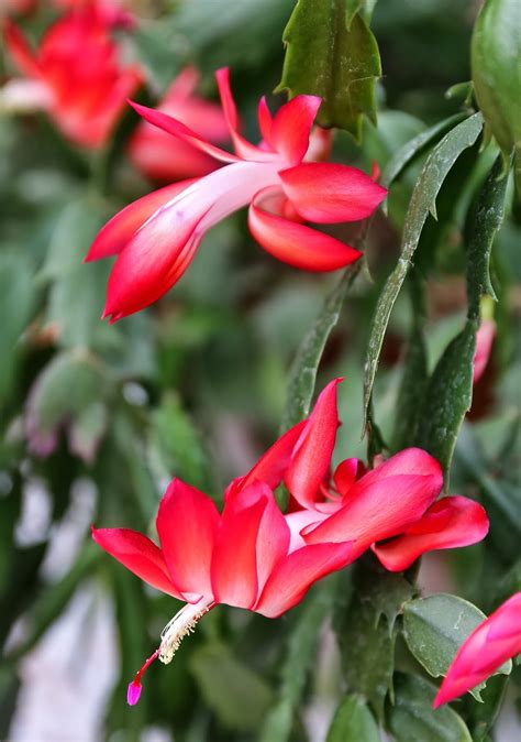 Sweet Southern Days: A Christmas Cactus