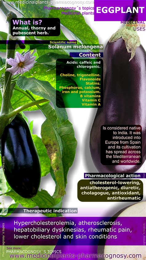 Eggplant benefits. Infographic - Pharmacognosy - Medicinal Plants