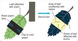 Experiment on Photosynthesis-Sunlight is necessary for Photosynthesis