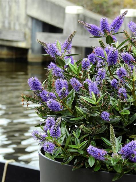 Free Images : water, nature, blossom, purple, bloom, herb, garden ...